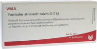 FASCICULUS atrioventricularis GL D 12 Ampullen