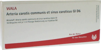 ARTERIA CAROTIS COMMUNIS et sin.carot.GL D 6 Amp.
