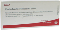 FASCICULUS atrioventricularis GL D 5 Ampullen