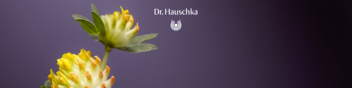 Dr. Hauschka Logo mit gelben Blüten