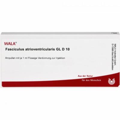 FASCICULUS atrioventricularis GL D 10 Ampullen