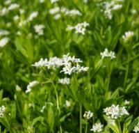 SPAGYRISCHE Essenz Galium odoratum n.Zimpel