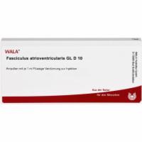 FASCICULUS atrioventricularis GL D 10 Ampullen