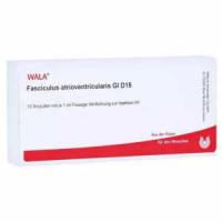 FASCICULUS atrioventricularis GL D 15 Ampullen